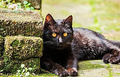 部分欧洲零售商无视任天堂建议零售价 给游戏标低价销售